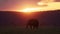 Africa Wildlife, African Elephant in Beautiful Orange Sunset in Masai Mara, Kenya, Safari Animals in