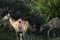 Africa- Wildlife- Close Up of a group of Female Nayla Antelopes