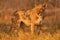 Africa wildlife, Cute lion cub with mother, African danger animal, Panthera leo, Khwai river, Botswana in Africa. Cat babe in