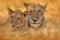 Africa wildlife, Cute lion cub with old brothert, African danger animal, Panthera leo, Khwai river, Botswana in Africa. Cat babe