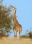 Africa wildlife Giraffe