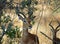 Africa Wildlife: Impala