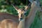 Africa Wildlife: Impala