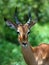 Africa Wildlife: Impala