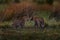 Africa wildlife. Leopard fight, two male. Botswana wildlife. Leopard, Panthera pardus shortidgei, cat walk in orange grass, big