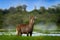 Africa wildlife. Waterbuck in water, Kobus ellipsiprymnus, large antelope in sub-Saharan Africa, detail portrait in the water.