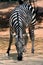 An Africa zebra