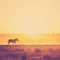 Africa Zebra Sunset Landscape Filtered