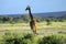 Africa, Zoology, Giraffe