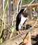 African Abdim`s Stock Ciconia abdimii standing on a branch