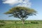 African Acacia tree