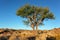 African Acacia tree