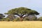 African Acacia tree