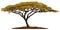 African Acacia tree.