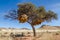 African acacia tree covered in giant weaver bird nests, Namibia, Southern Africa