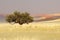 African Acacia tree, Sossusvlei, Namibia