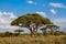 African acacia trees landscape in savannah bush