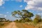 African acacia trees in savanna bush