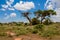 African acacia trees in savanna bush