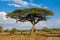 African acacia trees in savanna bush