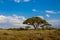 African acacia trees in savanna bush