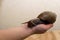 African Achatina snail in hand