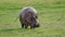 African adult hippopotamus in the wild in the pasture defecates under pressure