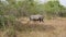 African Adult Wild Rhinos Grazing Among The Thickets In The Conservation