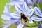 African agapanthus (Agapathus africanus) with bumble bee, stock, photo, photograph, image, picture