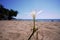 African Agapanthus flower on the beach