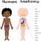 African American boy unclothed. Human anatomy for kids