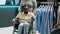African american client in wheelchair shopping for clothes