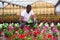 African american farmer checking potted pink periwinkles in greenhouse