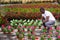 African american farmer checking potted pink periwinkles in greenhouse