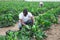 African american farmer collect harvest zucchini