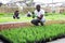 African american farmer controls rosemary sprouts in greenhouse