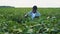African american farmer on a green soybean field with a tablet in his hands. Smart farm