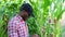 African american farmer inspecting corn plants in a field