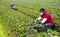 African american farmer in medical mask harvesting leaf mustard