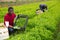 African american farmer showing mizuna harvest