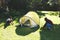 African american father with son having fun and pitching tent in sunny garden