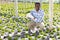 African American florist checking potted non-blooming osteospermum in greenhouse