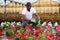 African american florist engaged in cultivation of Catharanthus roseus