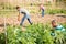 African american gardener handpicking potato beetles from bushes