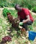 African american gardener harvests red lettuce in field