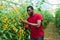 African american grower checking crop of yellow grape tomatoes