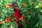 African american horticulturist harvesting red tomatoes in glasshouse