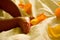 African american infant feet and legs surround by rose petals