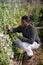 African american male gardener harvests peas