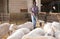 African american male proffesional farmer feeds sheeps with hay